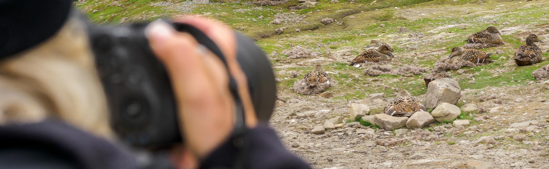 A person in the foreground holding a camera taking photos of common eider ducks laying in nests on the ground in the background