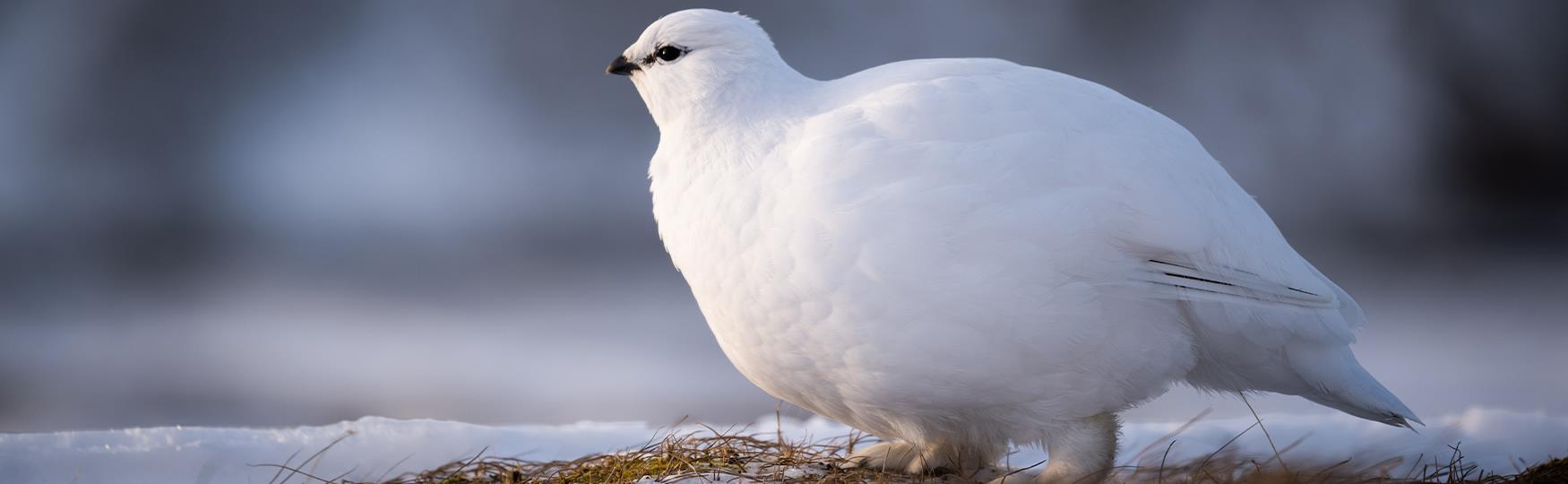 En svalbardrype i hvit fjærdrakt som sitter på lett snødekt tundra