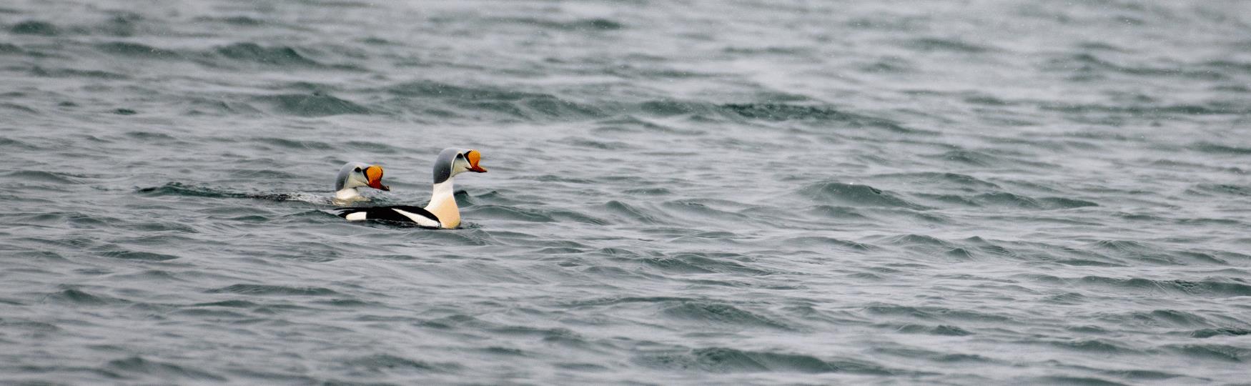 king eider duck swimming in the svalbard waters. ©Jarle Røssland