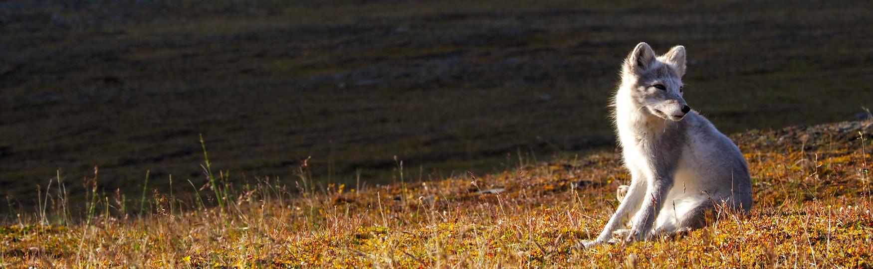 Nyt polarsommeren på Svalbard!