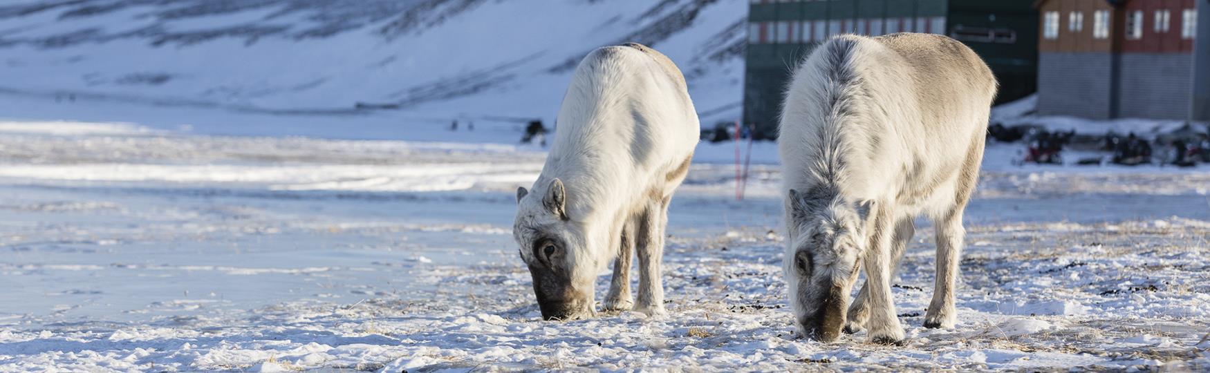 Longyearbyen