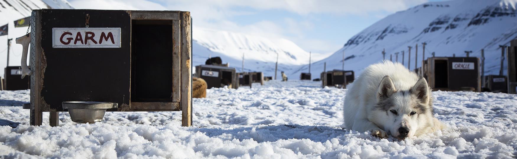 Miljøsertifiserte bedrifter