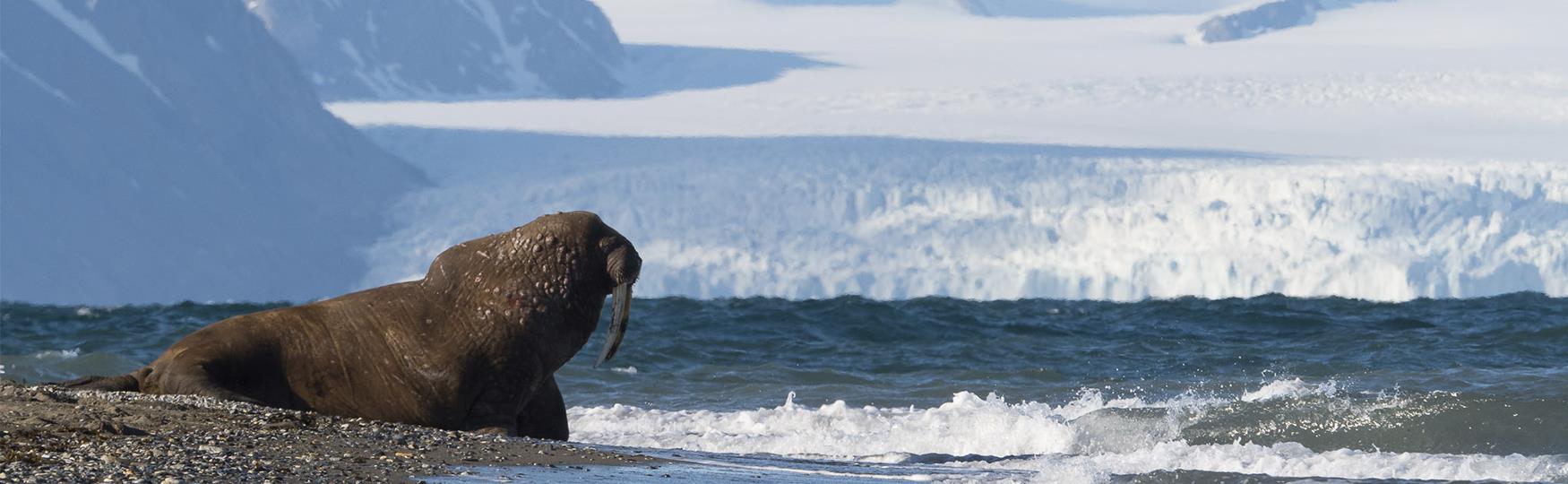 Polar summer  Visit Svalbard