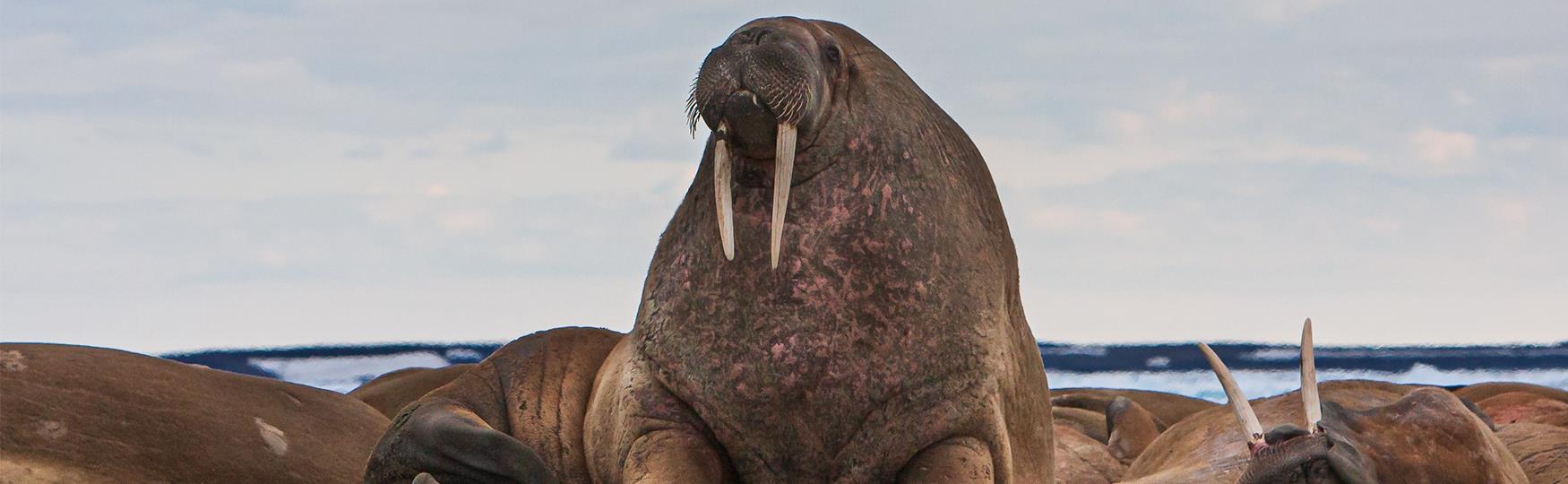 Walruses in Svalbard