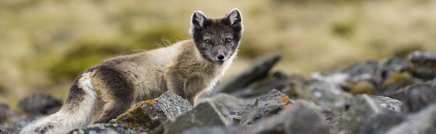 arctic foxes