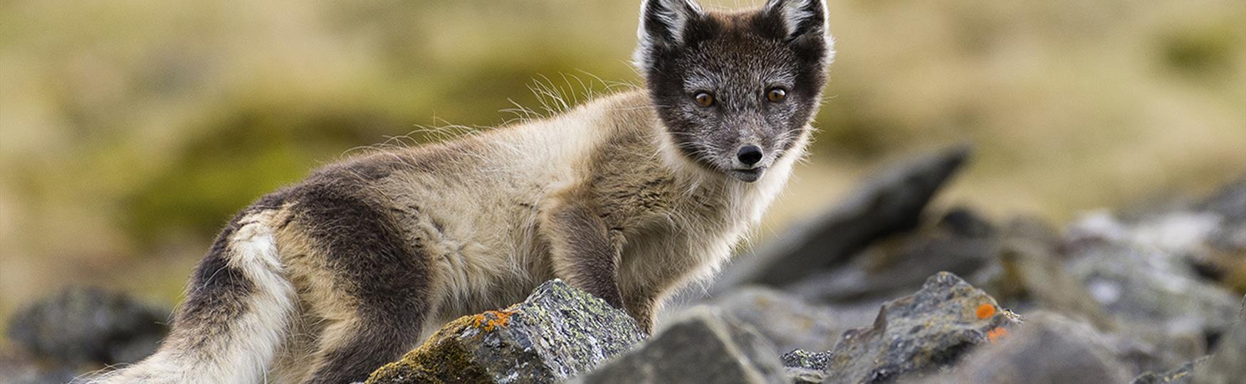 The Arctic Fox