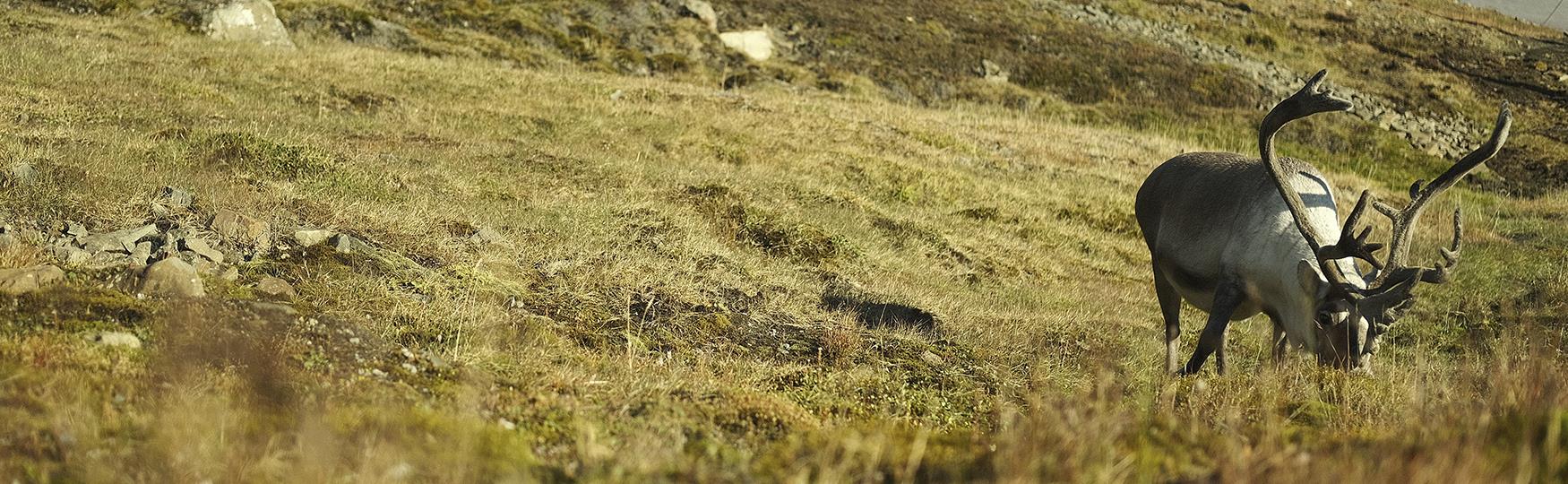 En Svalbardrein som gresser i et grønt landskap, Foto: Håkon Daae Brensholm