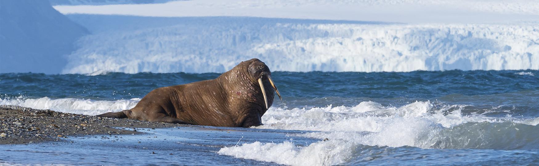 Opplev Svalbard