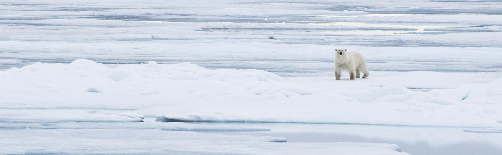 Din sikkerhet på Svalbard