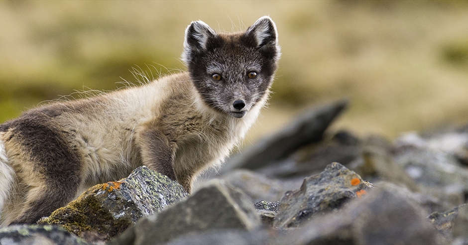 The Song of the Arctic Fox