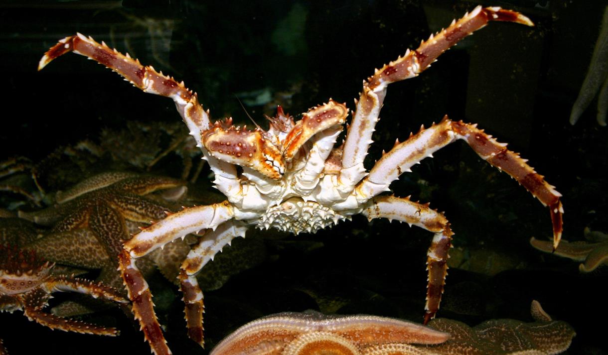 A king crab under water, with additional crabs and starfish in the background