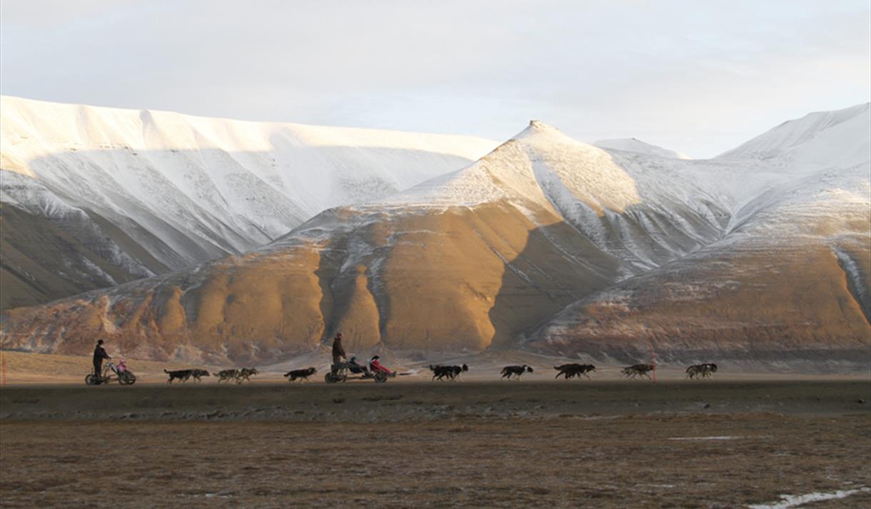 Hundekjøring på hjul - Green Dog Svalbard - Visit Svalbard