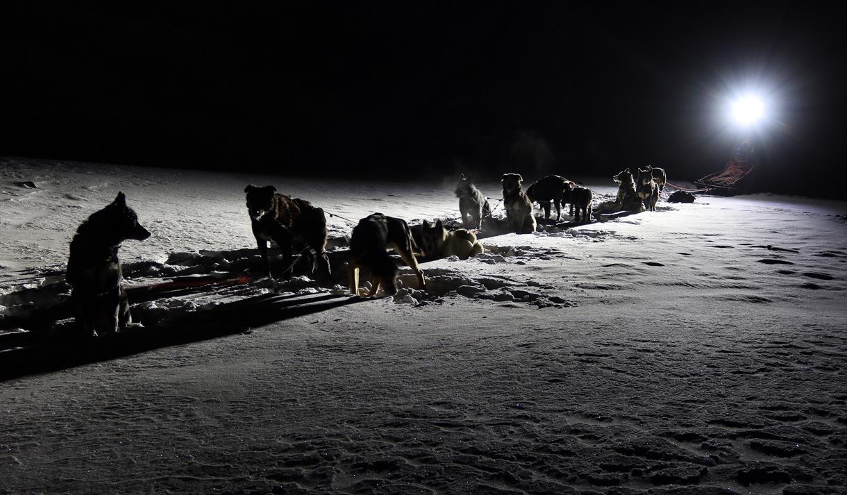 Dog Sledding in the Polar Night Arctic Husky Travellers Dog