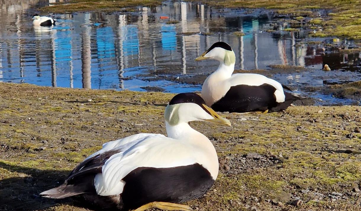 © Visit Svalbard