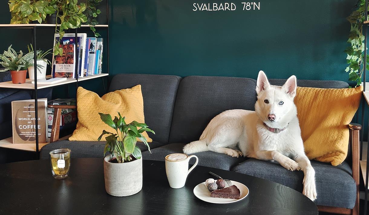 En husky som ligger i en sofa bak et bord med en tekopp, kaffekopp, et kakefat og en plante på.