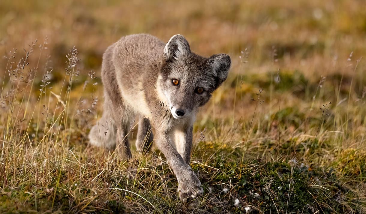 © Visit Svalbard