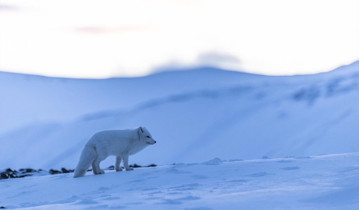 Arctic fox in winterfur, standing on the blue and snowcovered tundra