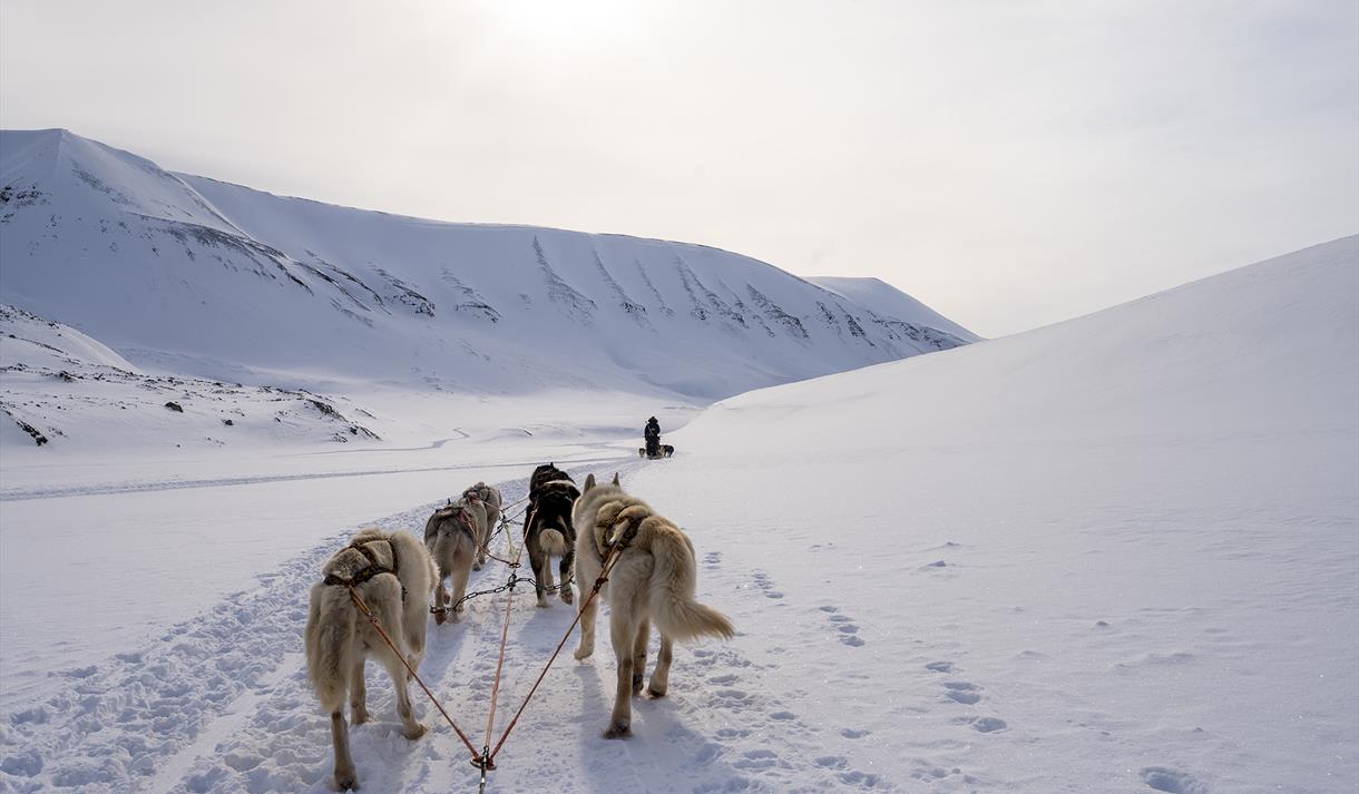 Sled dogs running through snow