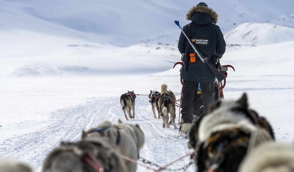 A guide seen from behind with a gun on their back driving a sled dog team.