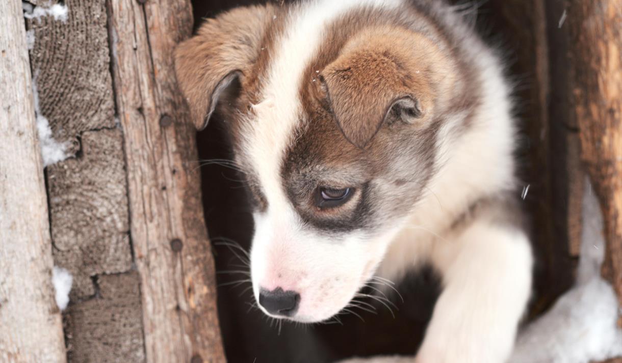 Puppy