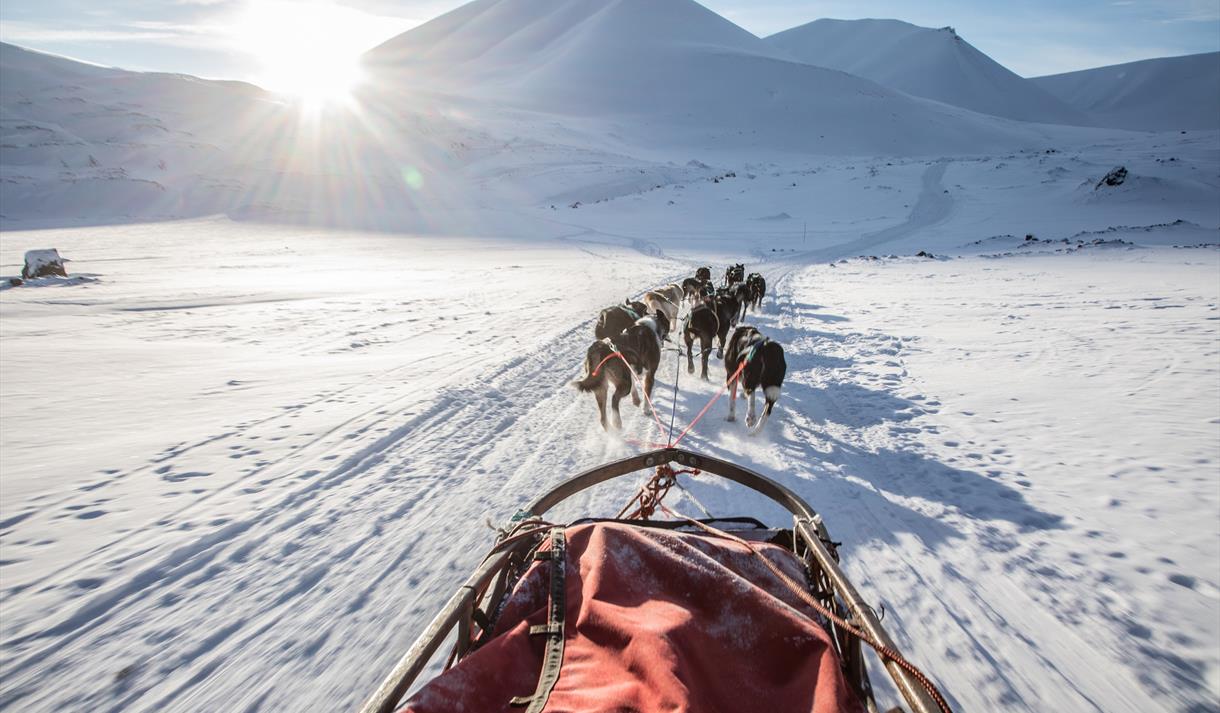 A dog sled with sled dogs running in front