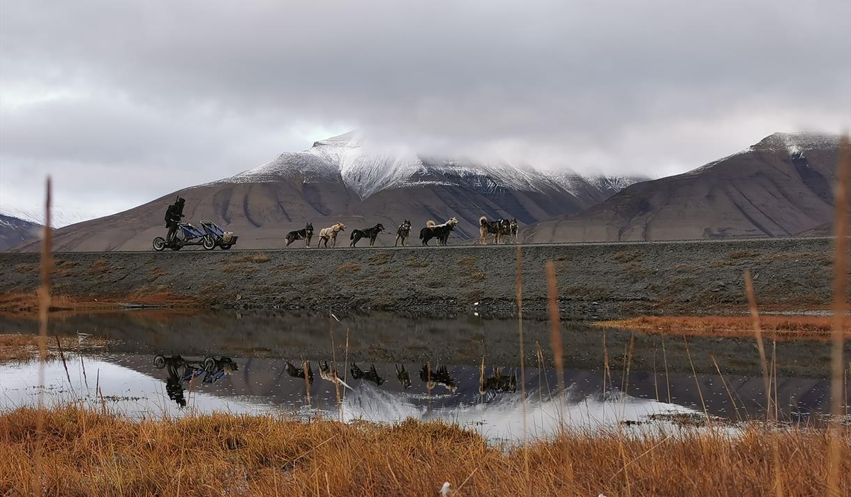 Dogsledding on wheels in Adventdalen
