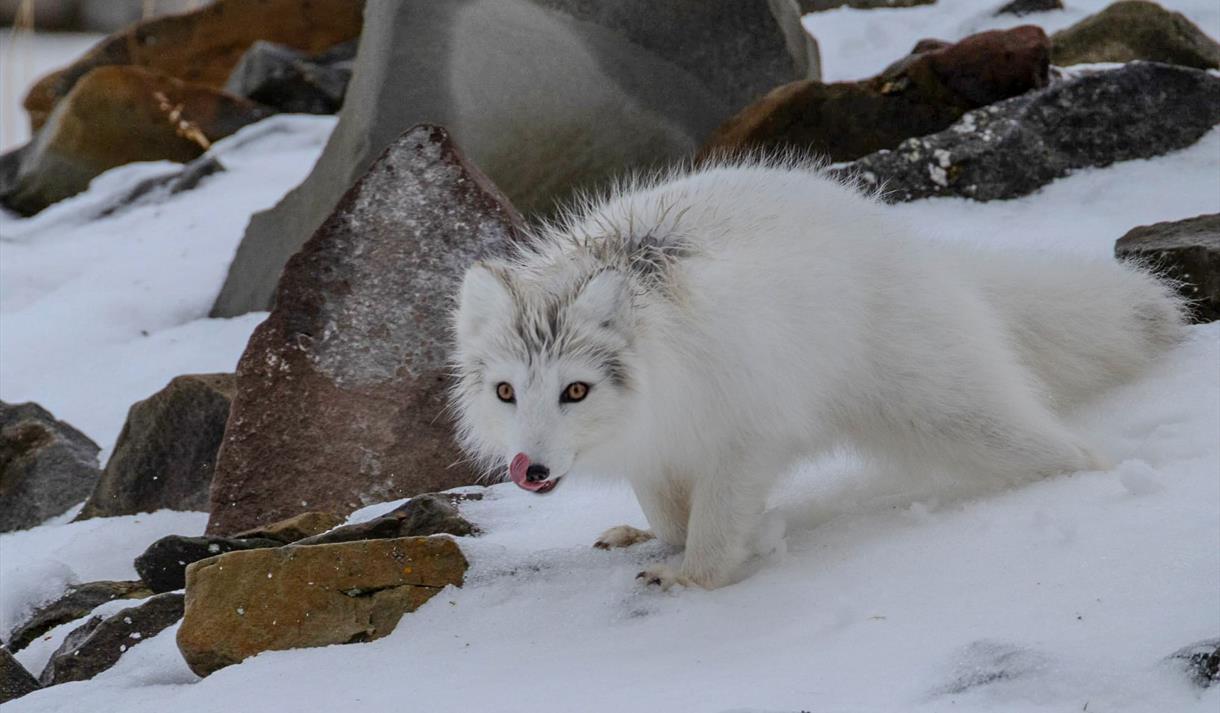 © Visit Svalbard
