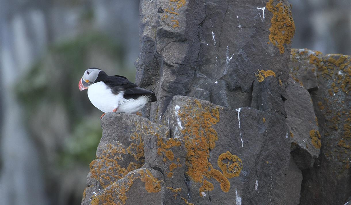 All You Need To Know About The Atlantic Puffins :: Expeditions Online