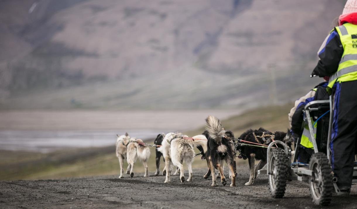 Sleddogteam pulling a cart on wheels