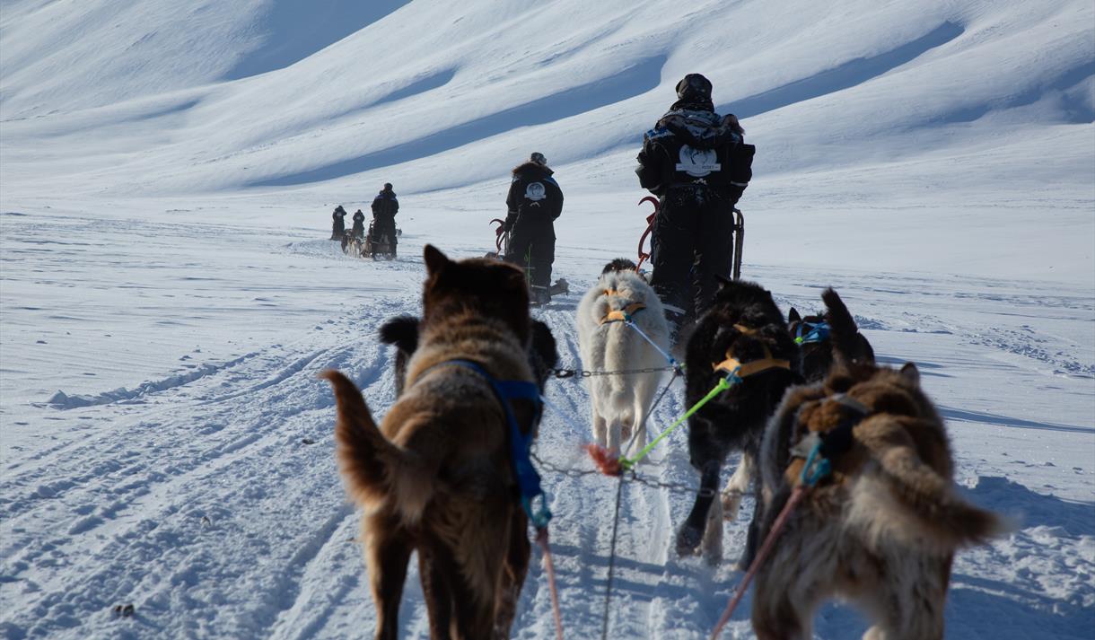Tre hundesleder i fart på vei mot isgrotta