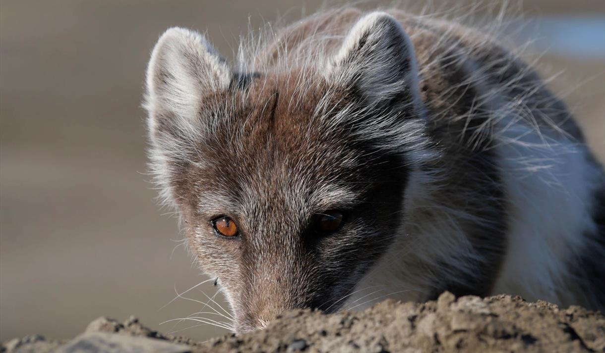 © Visit Svalbard