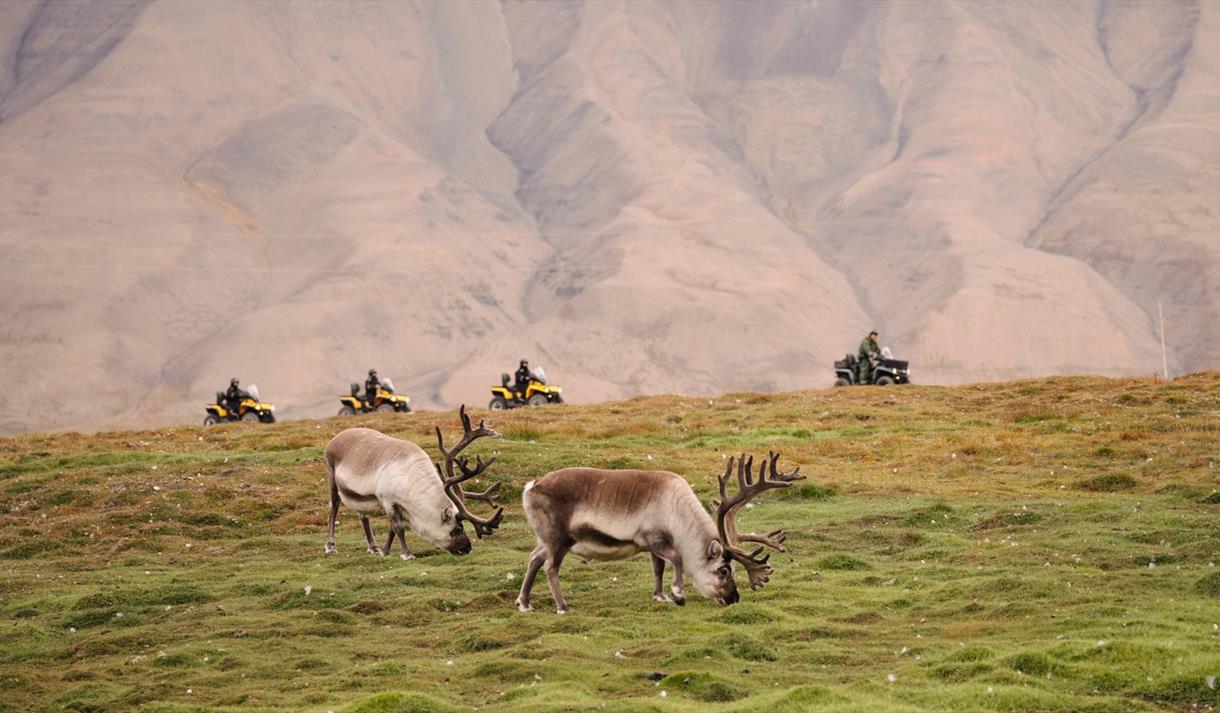 Two raindeer feeding. 4 ATVs driving in the backgorund on safe distance. Mountain in the background.