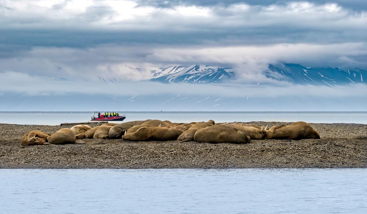 Hvalrosser hviler på strand, med RIB-båt i bakgrunnen og fjell under lave skyer.