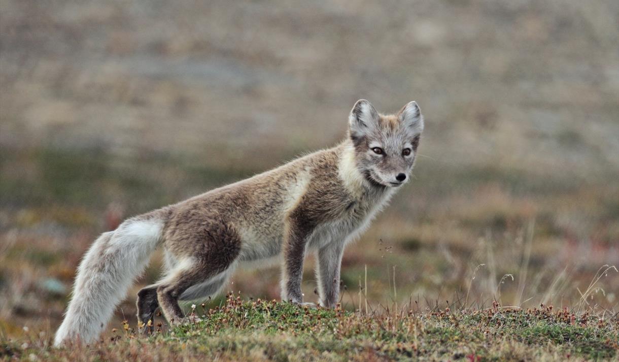 © Visit Svalbard