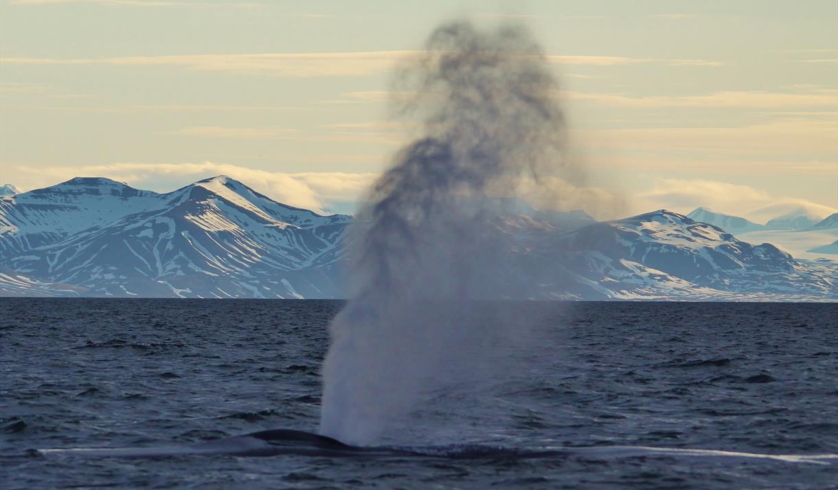 Whale Safari - Polar Charter - Boat trips in Longyearbyen, Spitsbergen ...