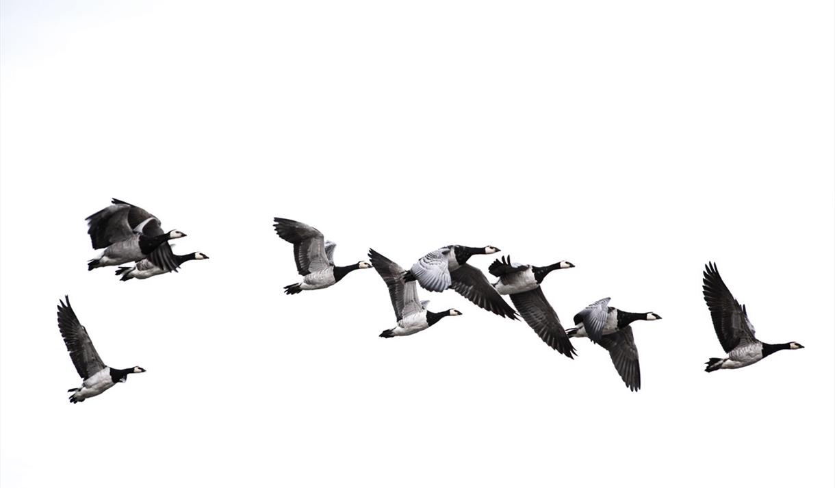 A flock of geese flying