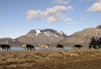 Dogsledding on wheels along the coast