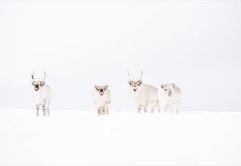 Svalbard reindeer walking on the snow-covered tundra, with white sky in the background.