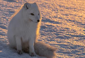 Arctic fox in winter fur, sitting on the snow in sunlight