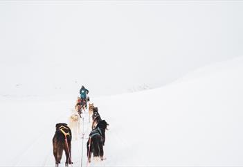 Hunder og hundesleder i et snøhvitt landskap