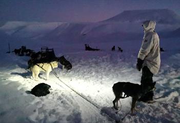 Polar Night Adventure: Dogsledding, Lunch, and Stories of a Sled Dog's Life - Arctic Husky Travellers
