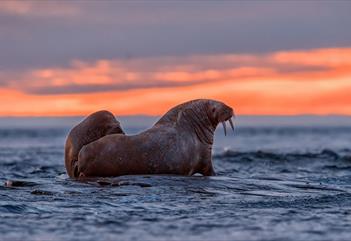 Two walruses on coastal rocks during a sunset