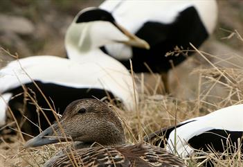 Common eiders. Female in front and a couple of males in the background.