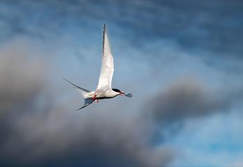 Bird Laguna under the Midnight Sun - Snowfox Travel