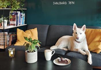 A husky resting in a sofa behind a table with a cup of tea, coffee, a plate with cake and a plant on it.