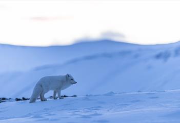 Arctic fox in winterfur, standing on the blue and snowcovered tundra