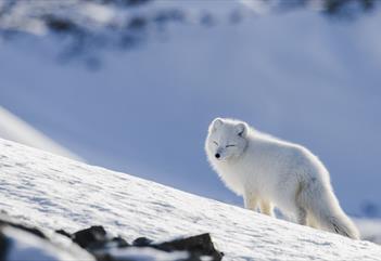 White polarfox with squinting eyes in the sunlight