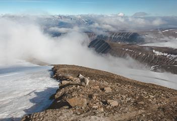 A dog standing on top of a mountain