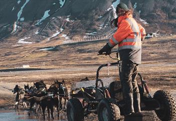 En guide som står på en hundevogn samtidig som hundene kjøler seg ned i en vanndam