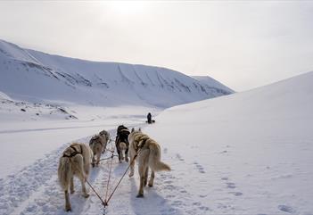 Sled dogs running through snow